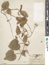 Ipomoea capitiformis image