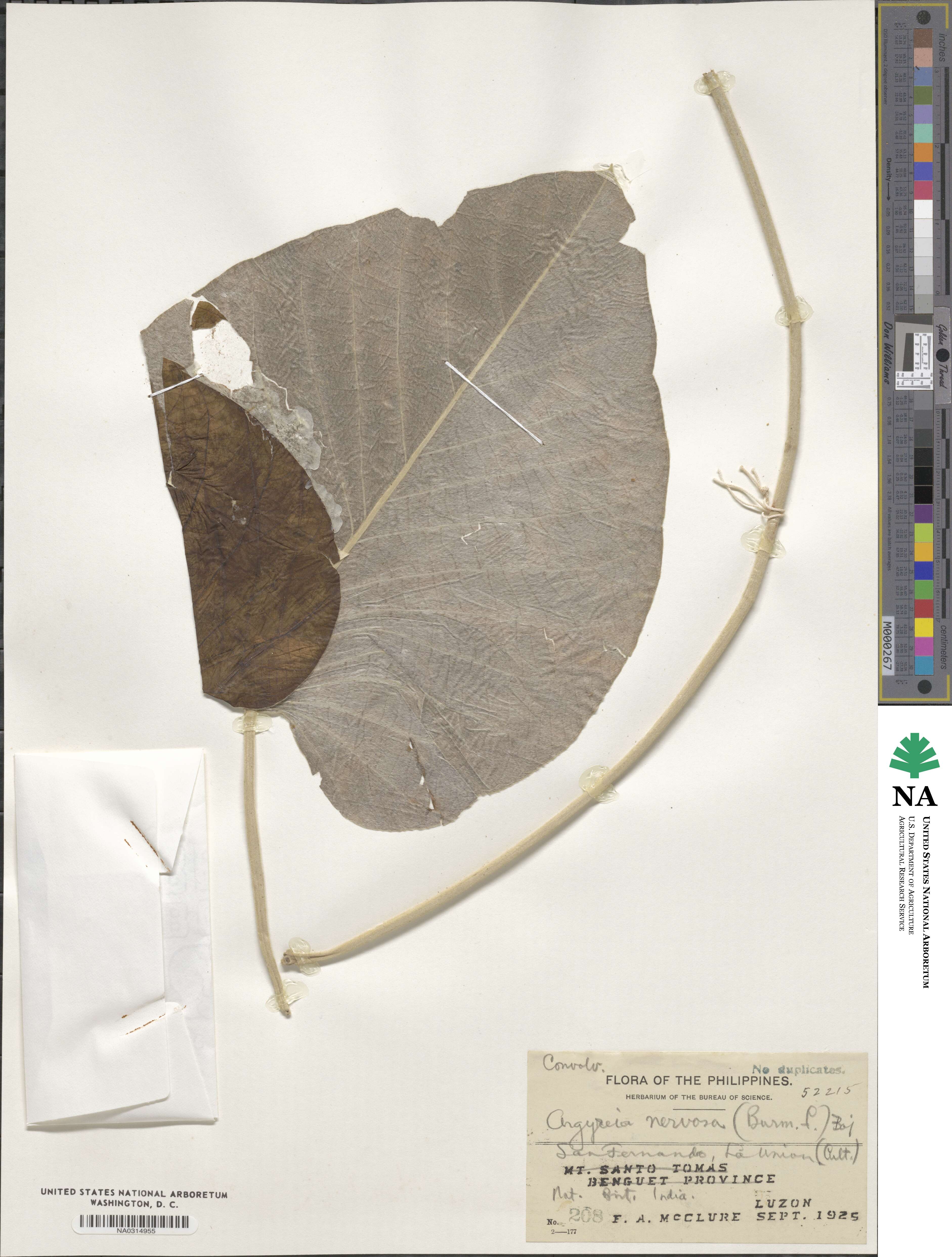 Ipomoea nervosa image