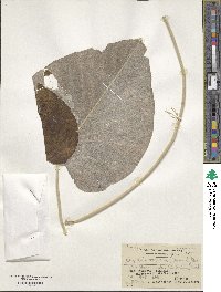 Ipomoea nervosa image