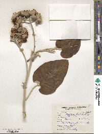 Ipomoea nervosa image