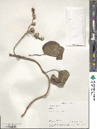 Image of Ipomoea baccata