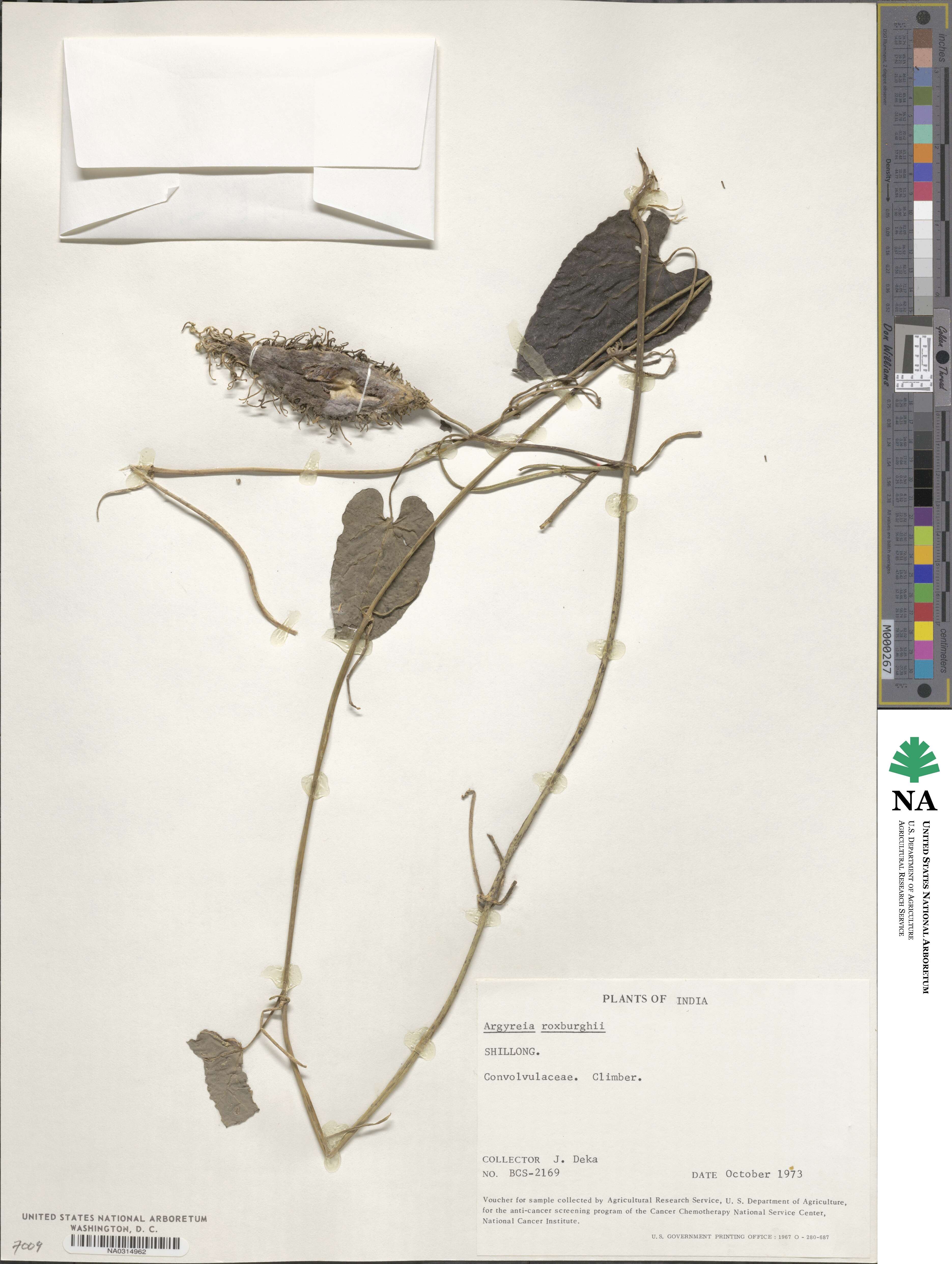 Ipomoea roxburghii image