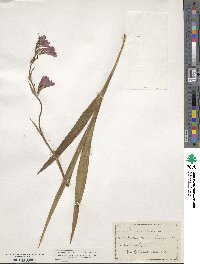 Gladiolus communis image