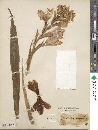 Gladiolus communis image