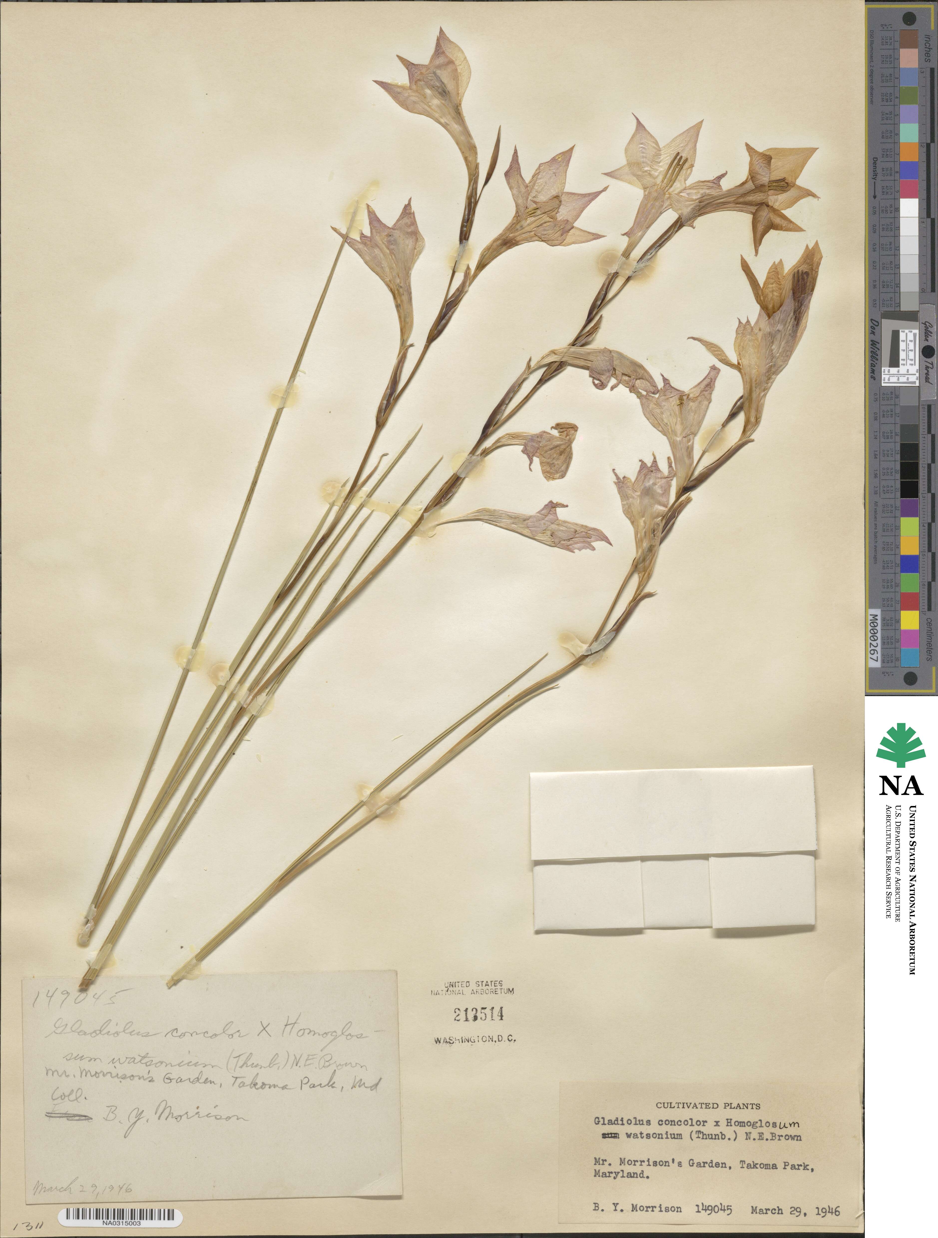 Gladiolus tristis image