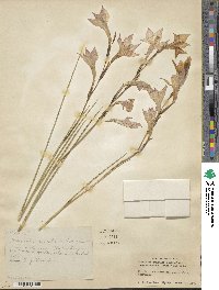 Gladiolus tristis image