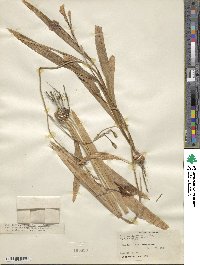 Gladiolus undulatus image