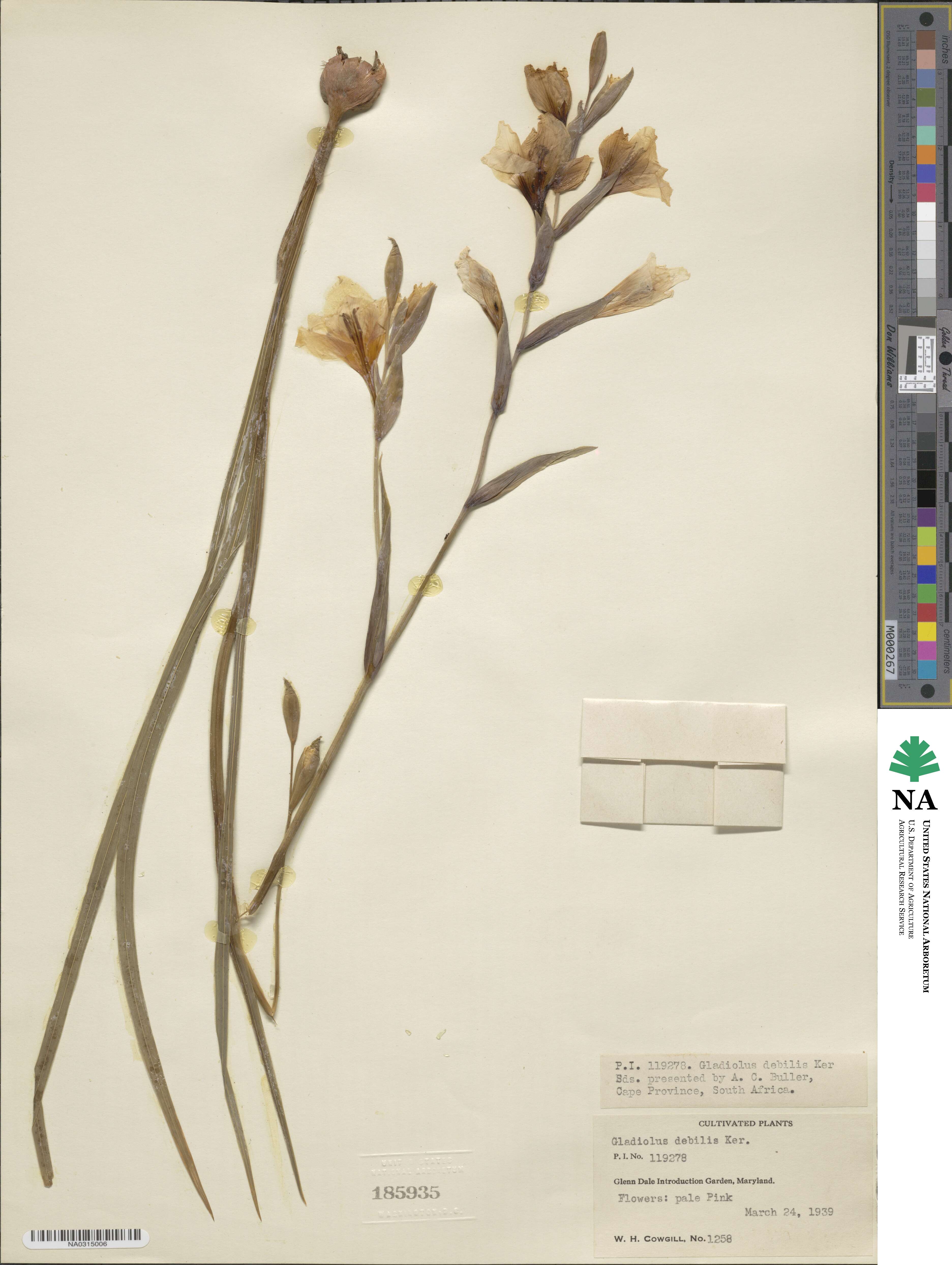 Gladiolus debilis image