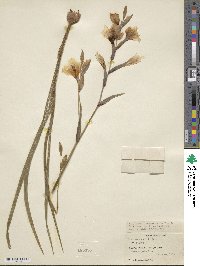 Image of Gladiolus debilis