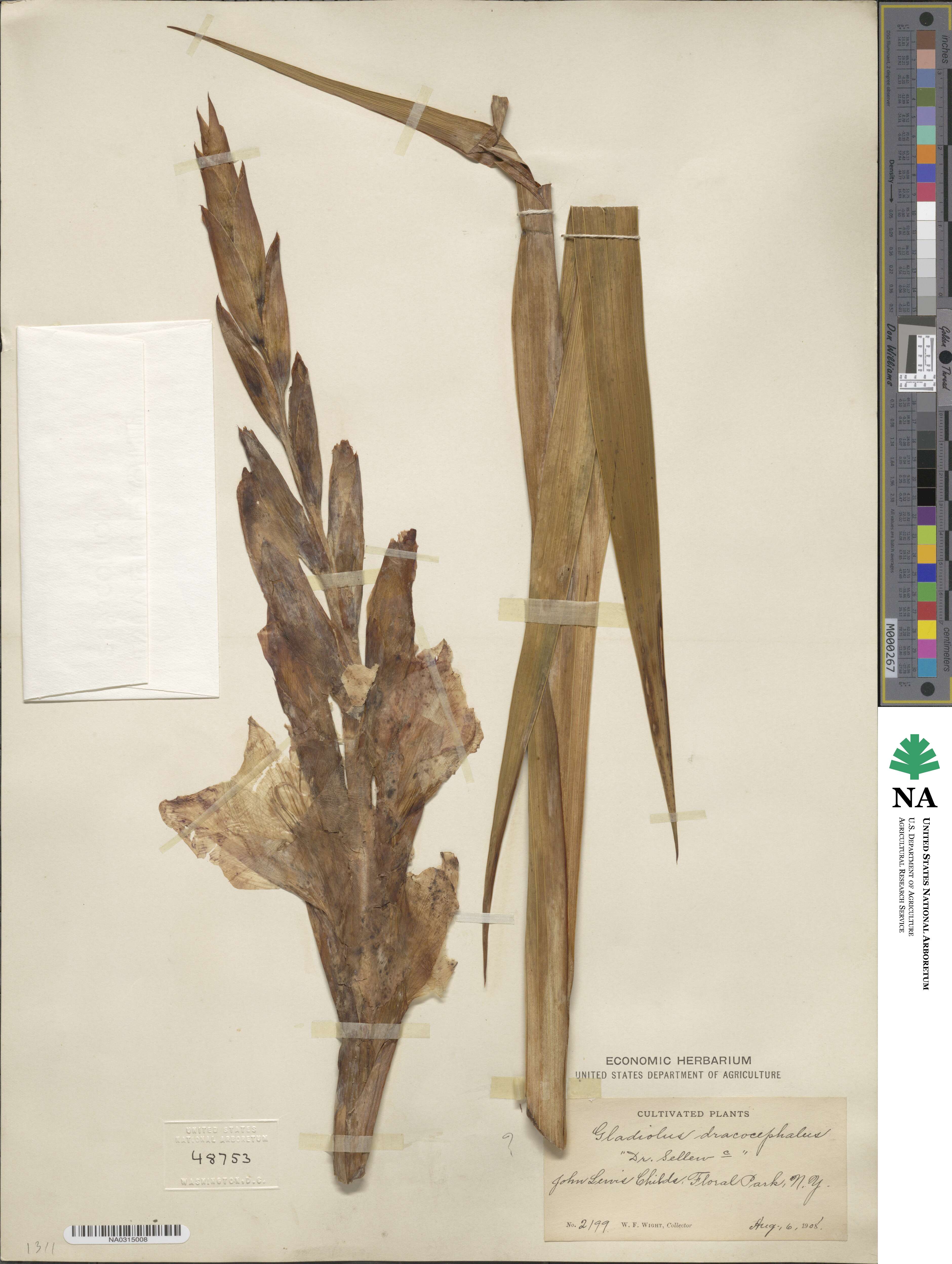 Gladiolus dalenii subsp. dalenii image