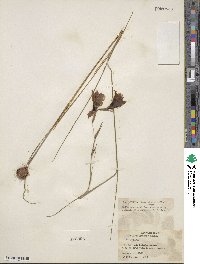 Gladiolus liliaceus image