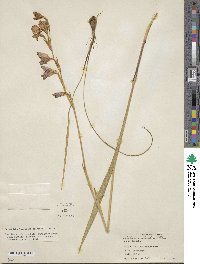 Gladiolus guthriei image