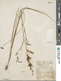 Gladiolus permeabilis image