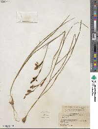 Gladiolus permeabilis image