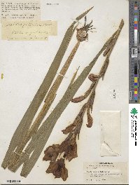 Gladiolus dalenii image