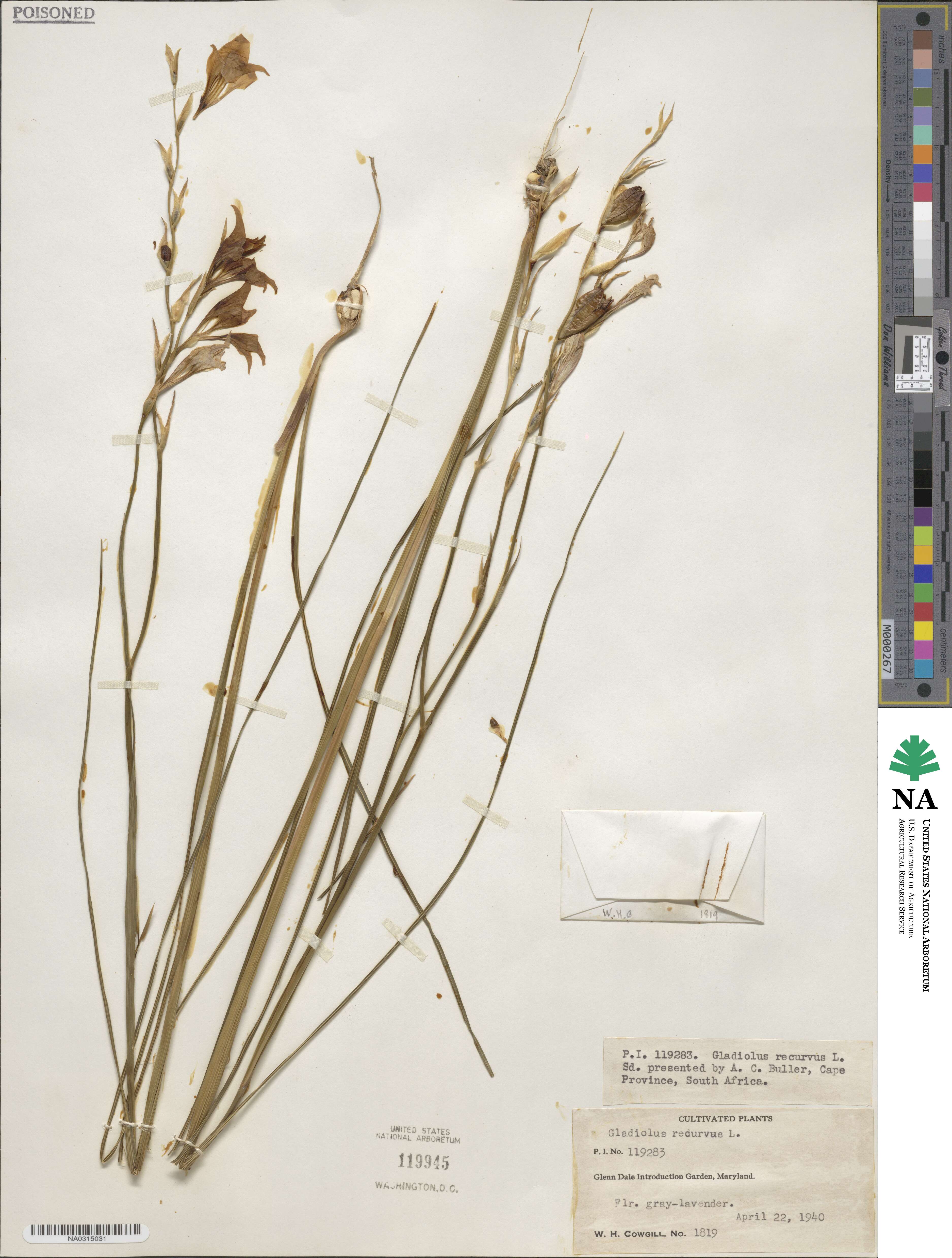 Gladiolus recurvus image