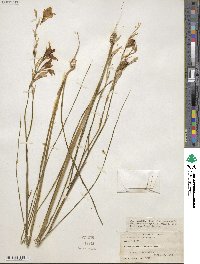 Gladiolus recurvus image