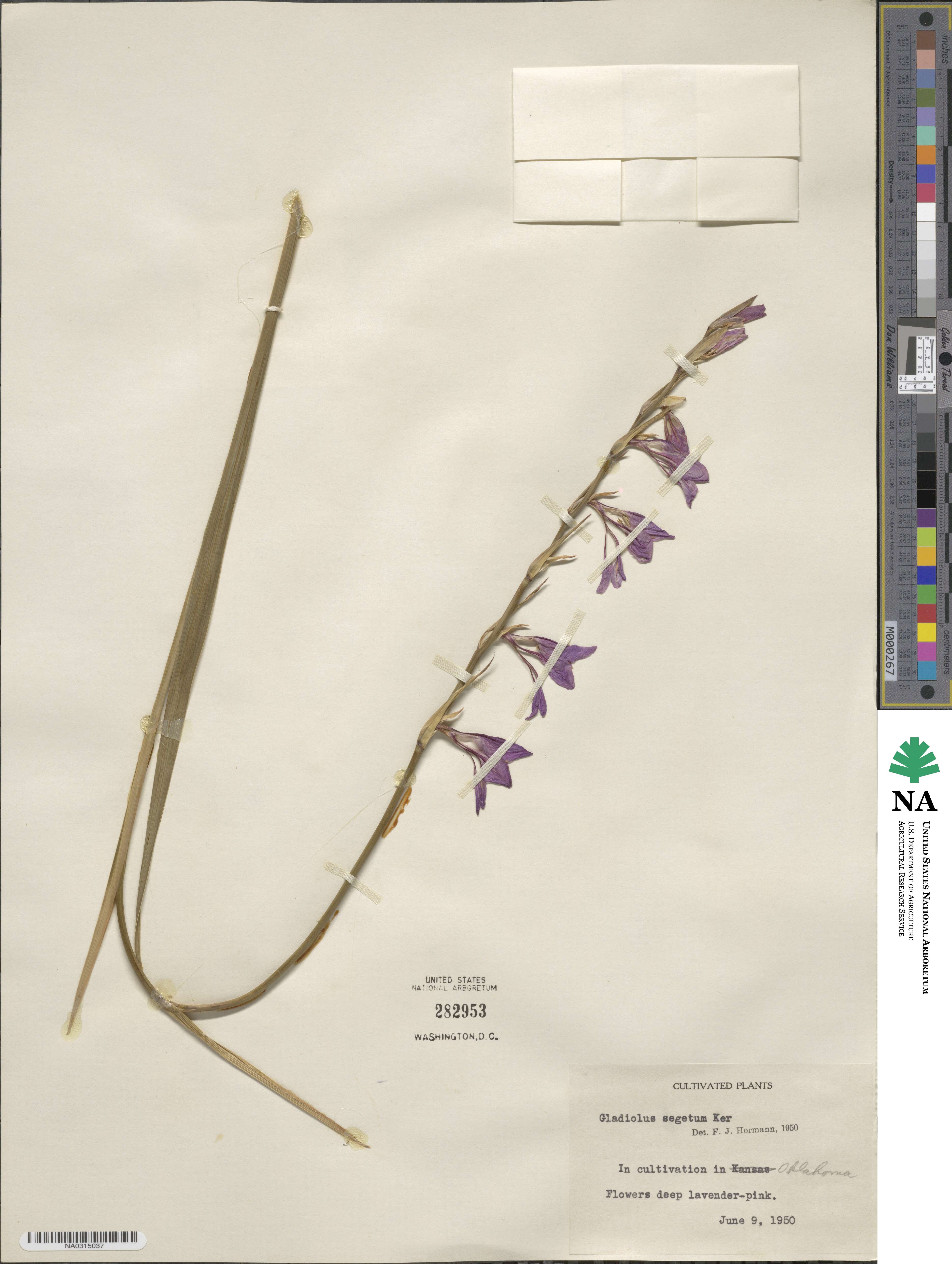 Gladiolus italicus image