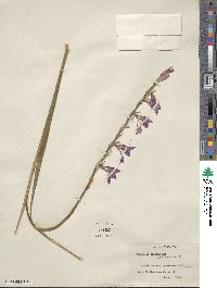 Gladiolus italicus image