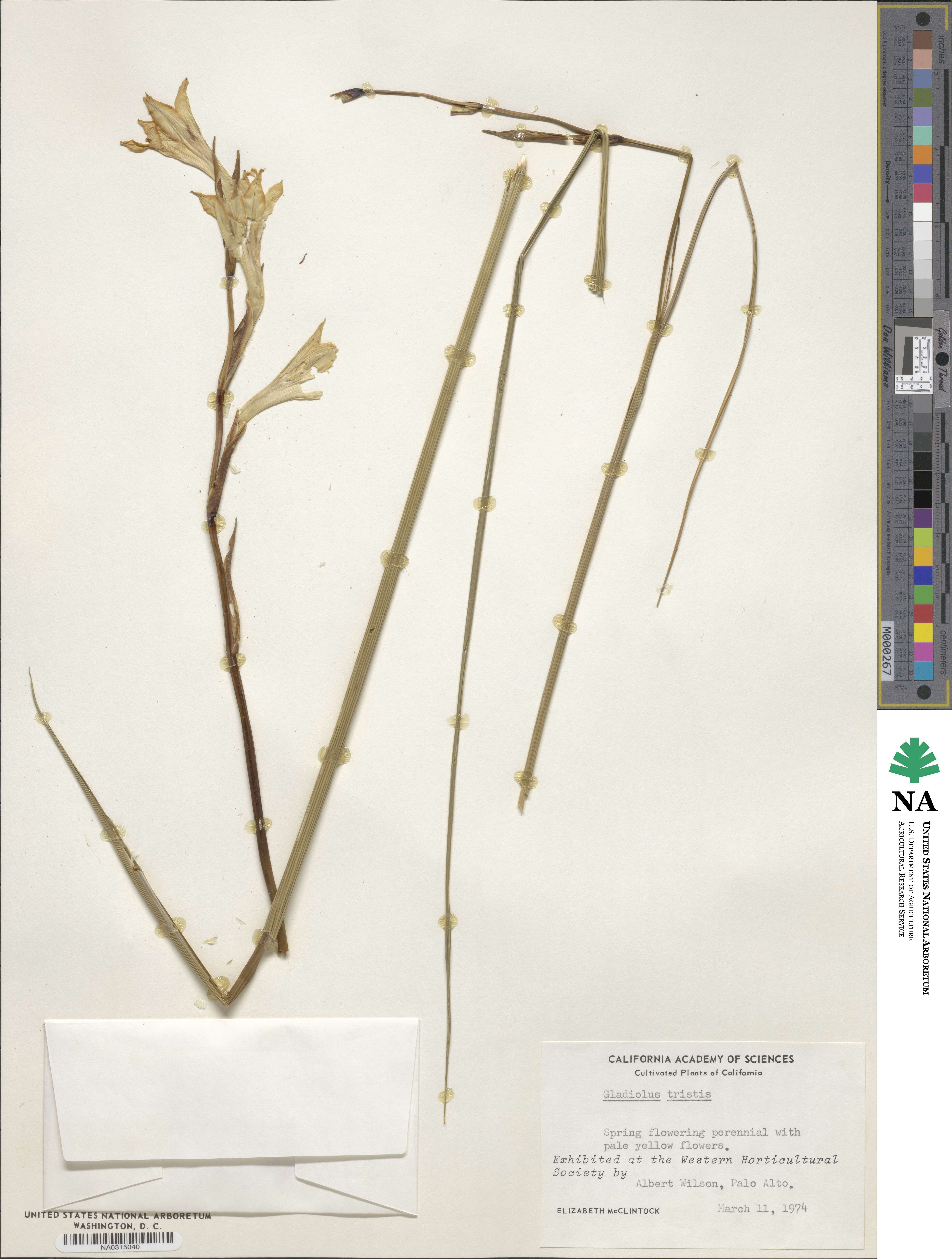 Gladiolus tristis image