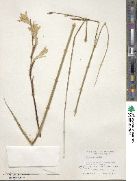 Gladiolus tristis image