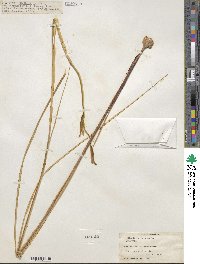 Gladiolus tristis image