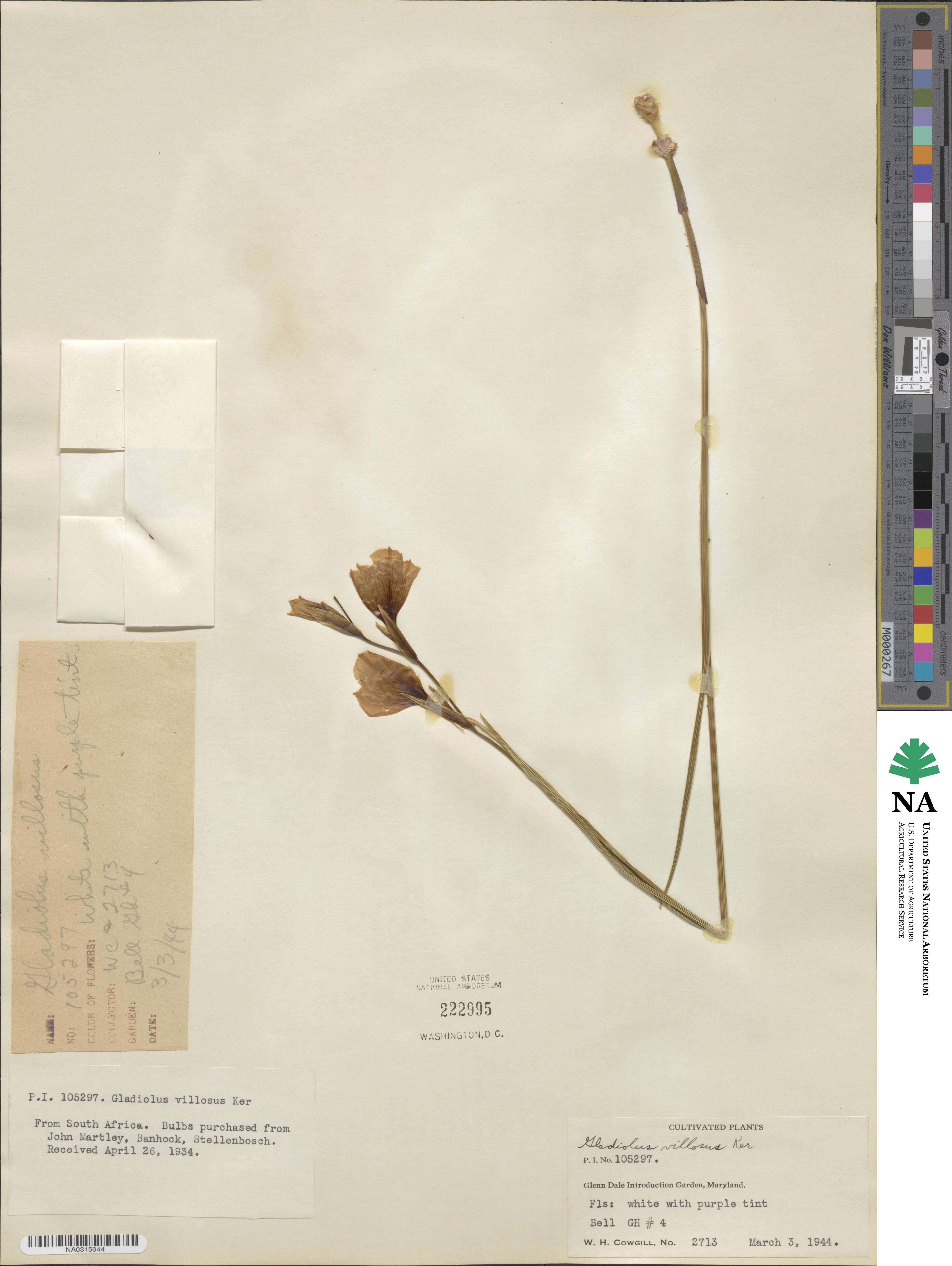 Gladiolus villosus image
