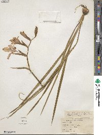 Gladiolus vittatus image