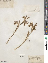 Gladiolus watermeyeri image