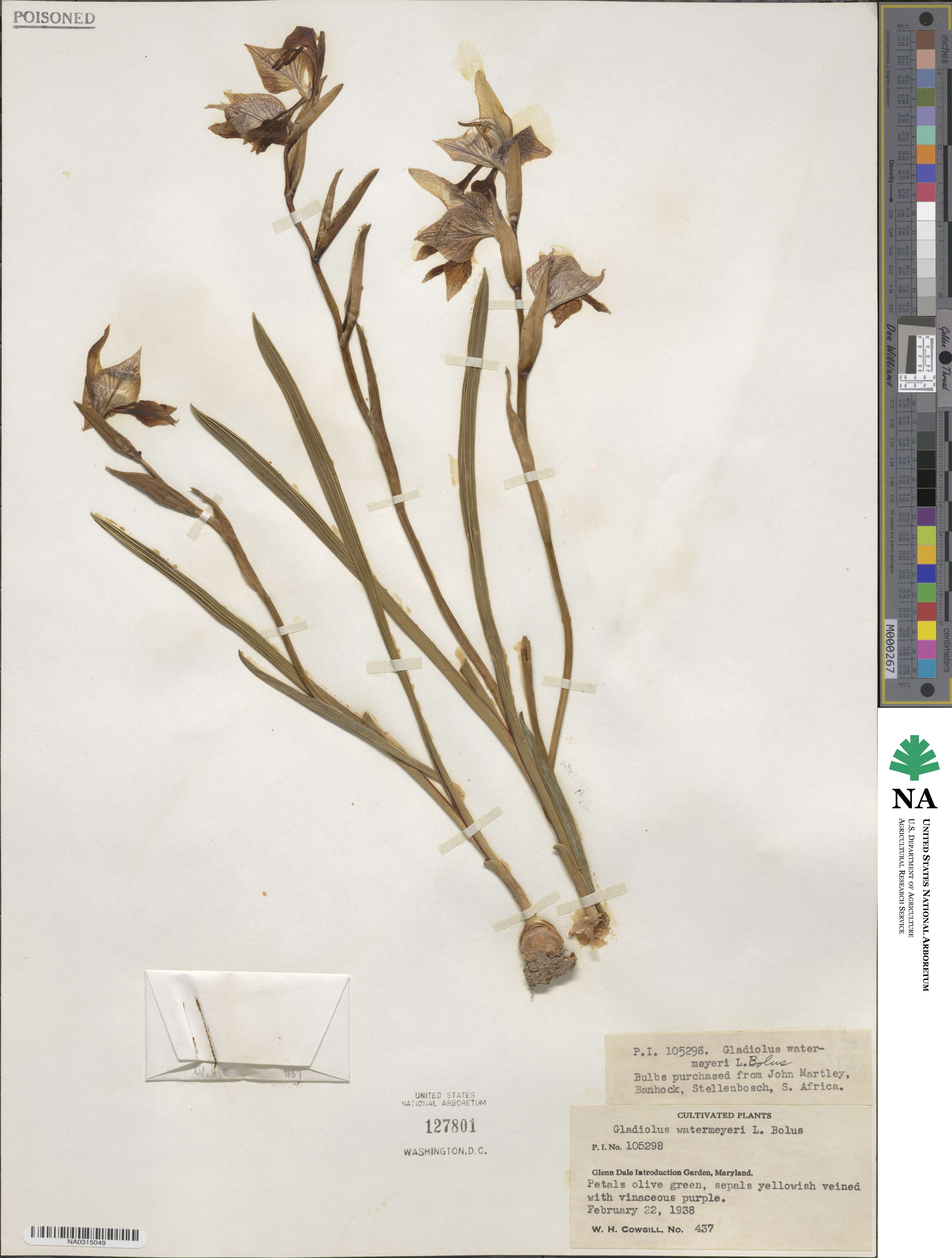 Gladiolus watermeyeri image