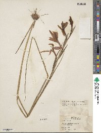 Image of Gladiolus watsonius