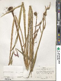 Image of Gladiolus schweinfurthii