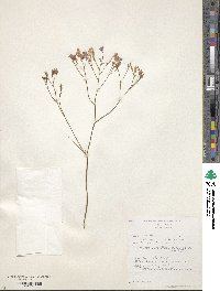 Image of Afrosolen erythranthus