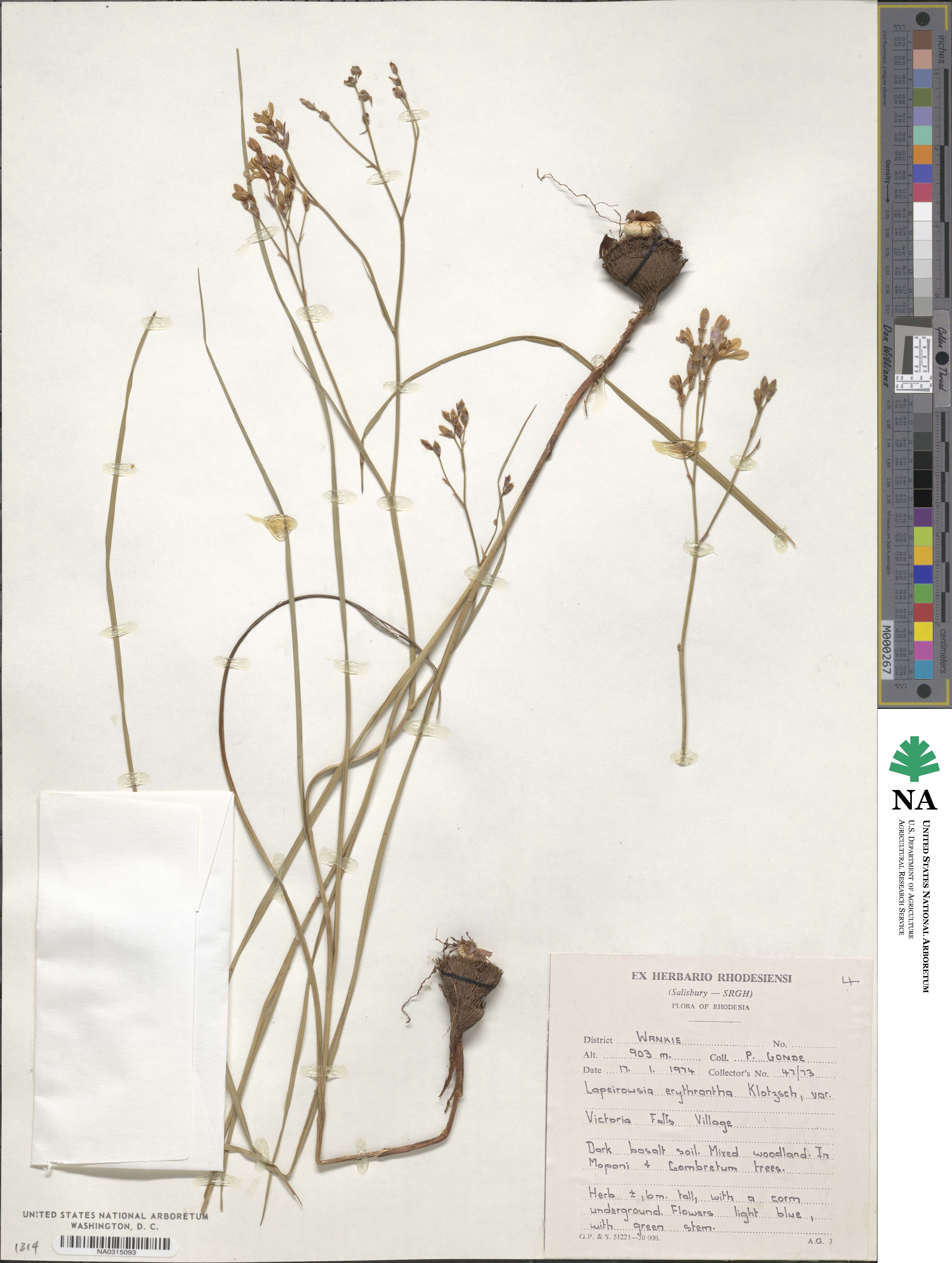 Afrosolen erythranthus image