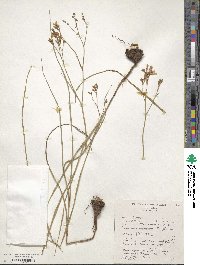 Afrosolen erythranthus image