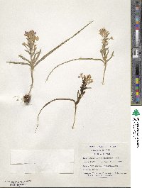 Lapeirousia pyramidalis image