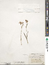 Freesia laxa subsp. laxa image