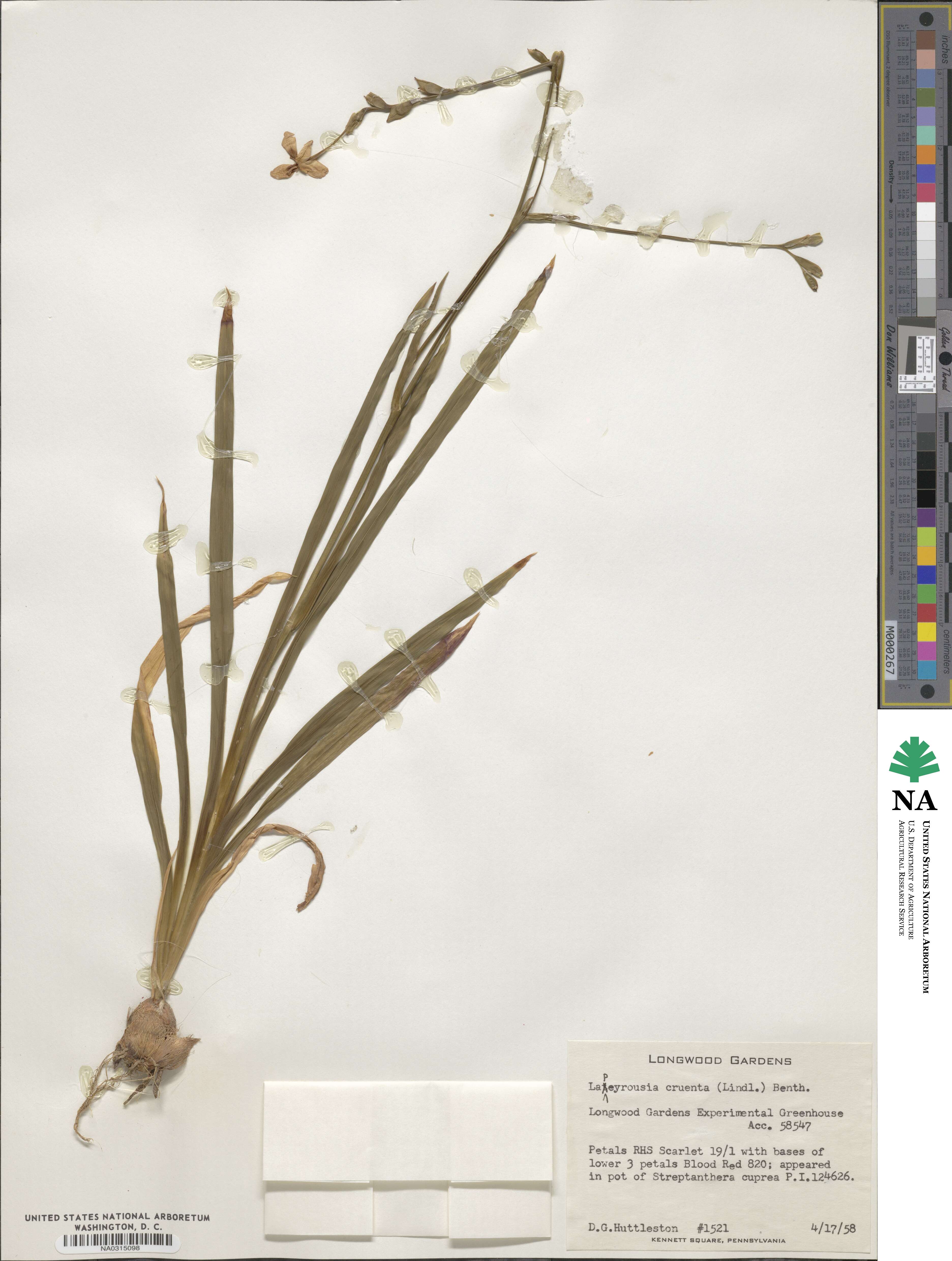 Freesia laxa subsp. laxa image