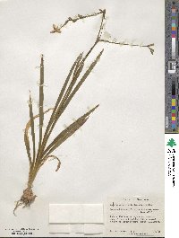 Freesia laxa subsp. laxa image