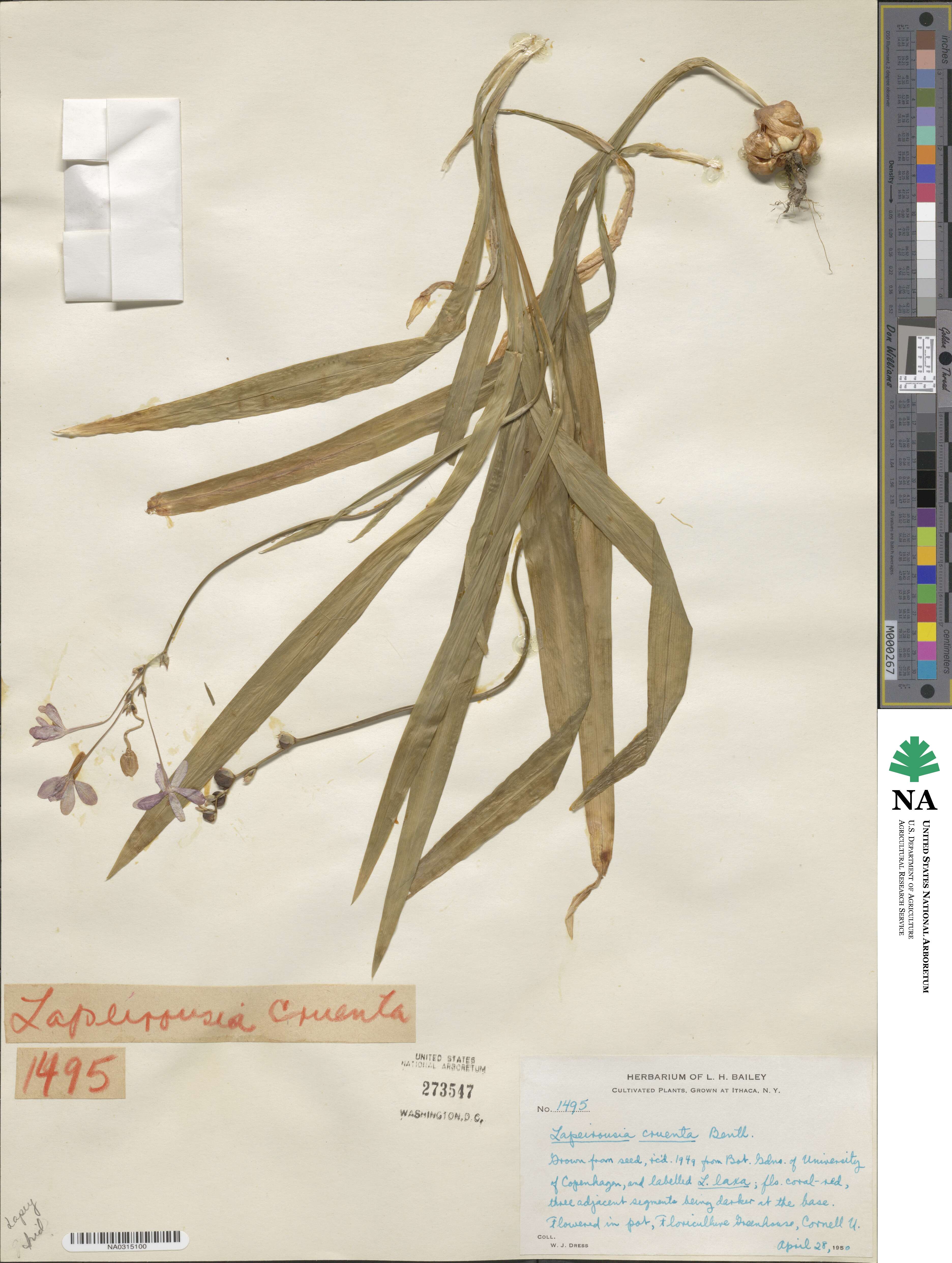 Freesia laxa image