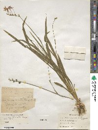 Freesia laxa subsp. laxa image