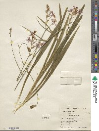 Freesia laxa subsp. laxa image