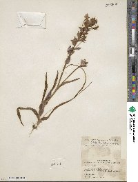 Lapeirousia pyramidalis subsp. pyramidalis image