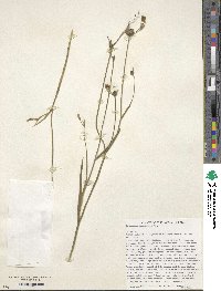 Image of Lapeirousia grandiflora