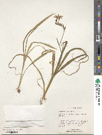 Image of Freesia laxa