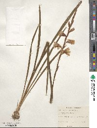 Watsonia aletroides image