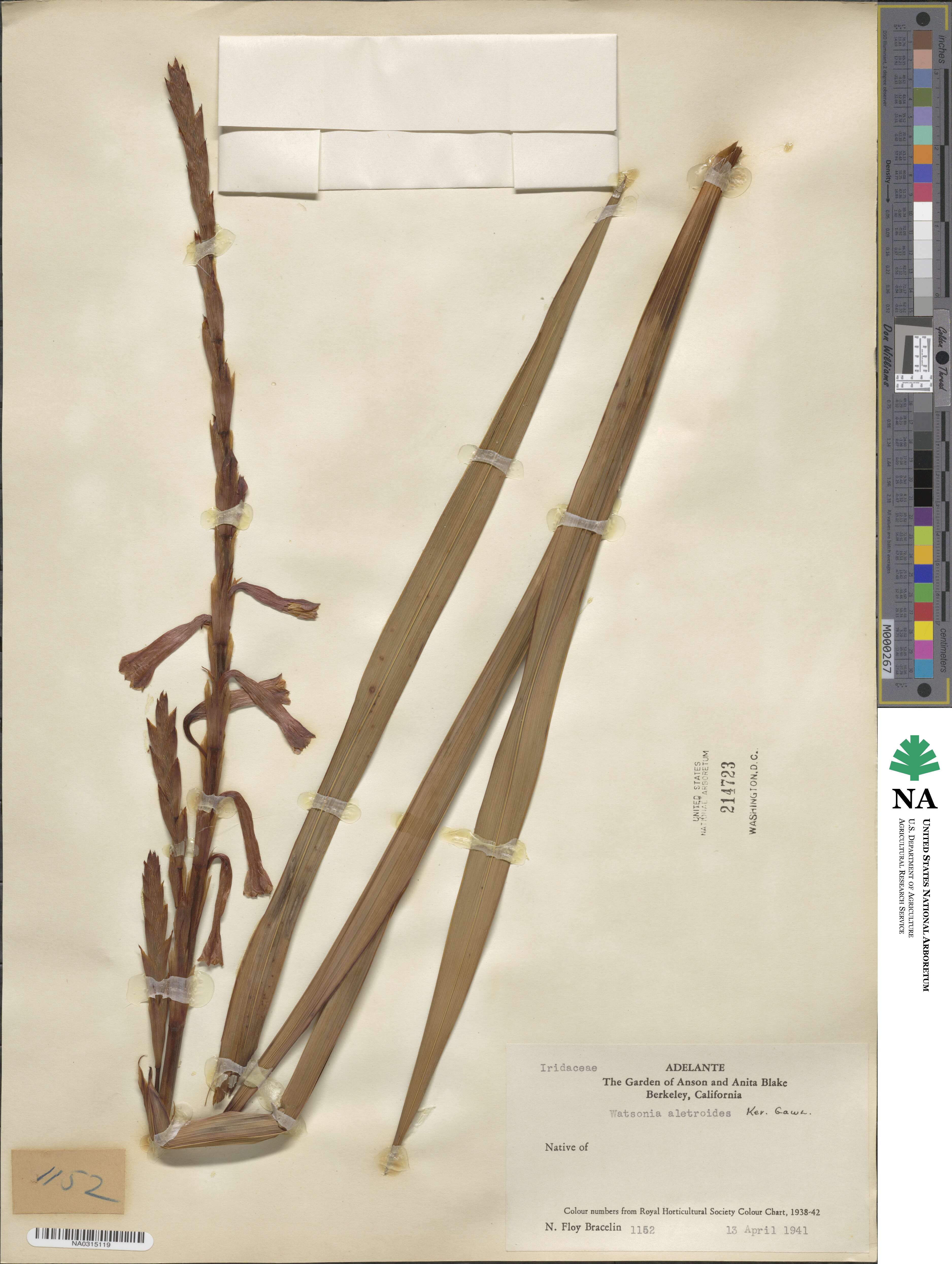 Watsonia aletroides image