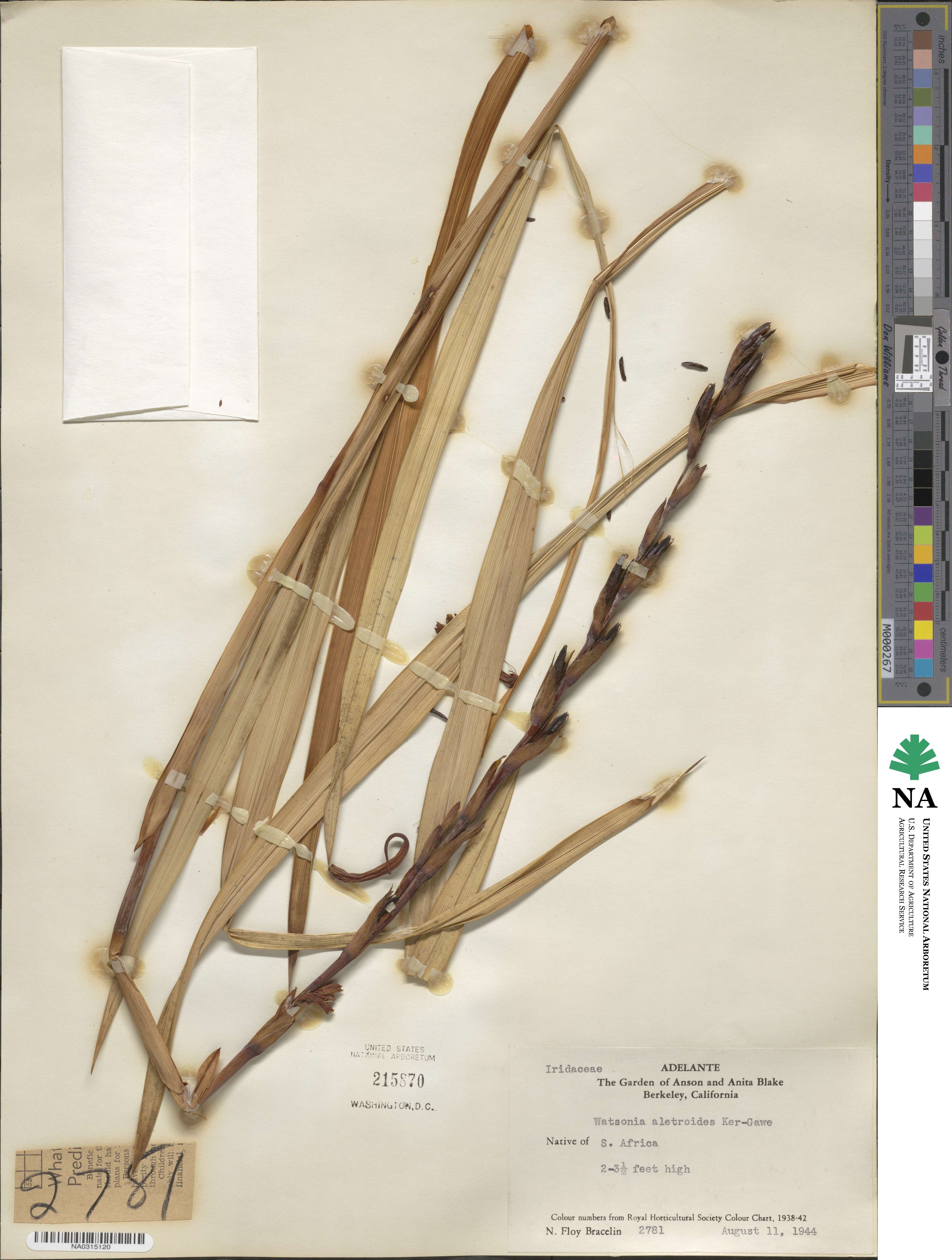 Watsonia aletroides image