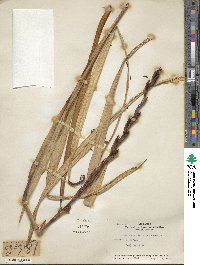 Watsonia aletroides image