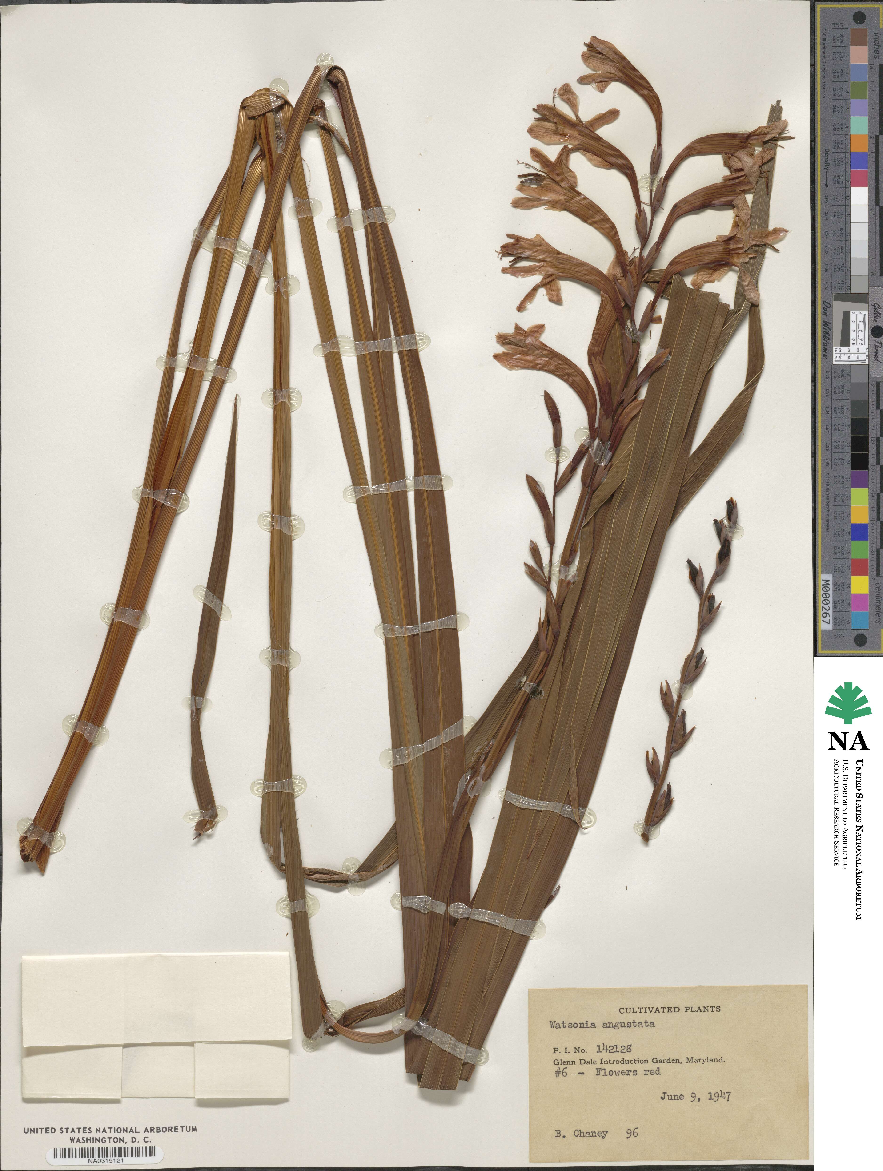 Watsonia angusta image